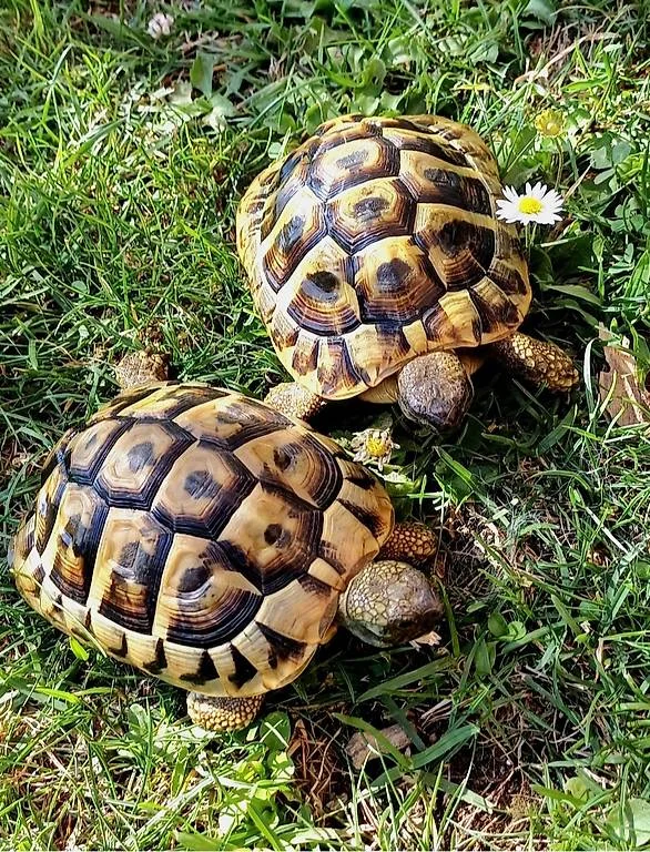 Mignons tortues de terre - Tortues & Reptiles - Niort (79000)