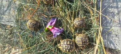 Tortues Hermann juvéniles - Tortues & Reptiles - Béziers (34500)