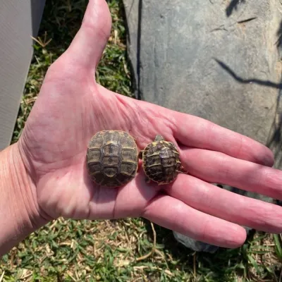 Tortues de terre nées en août 2026 - Tortues & Reptiles