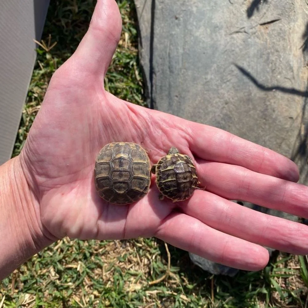 Tortues de terre nées en août 2026 - Tortues & Reptiles - Alès (30100)