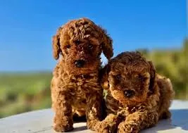 Chiots Caniche Toy pure race - photo 2