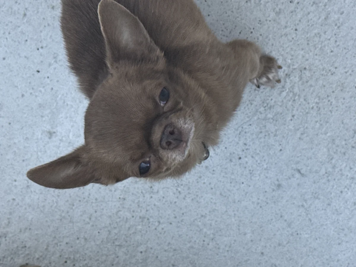 Magnifique mâle chihuahua miniature - Chiens - Besançon (25000)