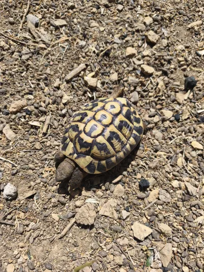 Tortues mâles adultes Hermann - Tortues & Reptiles