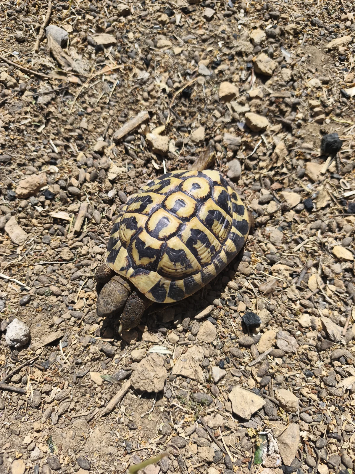 Tortues mâles adultes Hermann - Tortues & Reptiles - Toulon (83200)