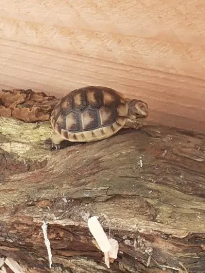 bébé tortue - Tortues & Reptiles