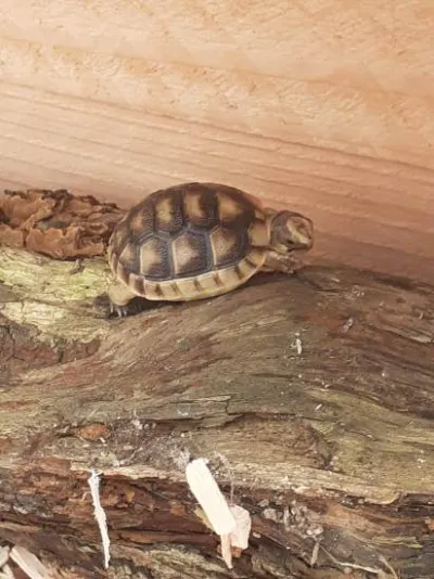 Tortue terre - Tortues & Reptiles - Ivry-la-Bataille (27540)