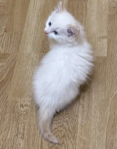 Chaton poile long et court - photo 2