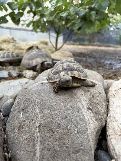 Tortues hermani hermann - Tortues & Reptiles - Strasbourg (67100)