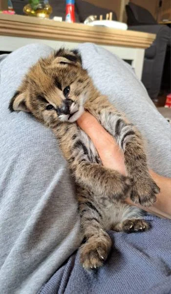 Chats de savannah serval et caracal 4 semaines - Autres Animaux - Paris 10e Arrondissement (75010)