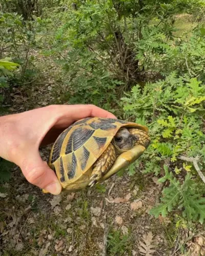 Superbe tortues terrestres - Tortues & Reptiles - Lyon (69000)