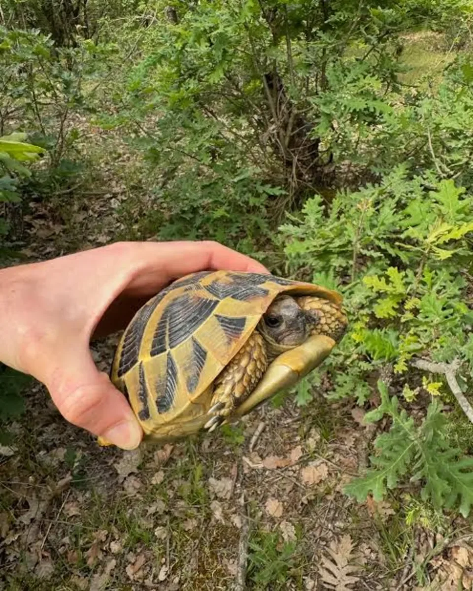 Superbe tortues terrestres - Tortues & Reptiles - Lyon (69000)