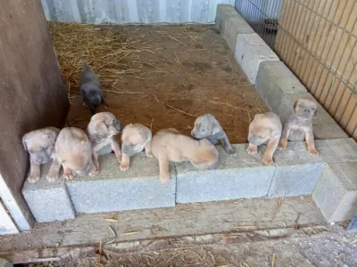Bébés cane corso à réserver - Chiens