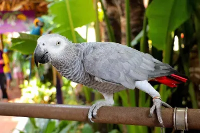 Jeune perroquet gris du gabon eam à adopter - photo 2