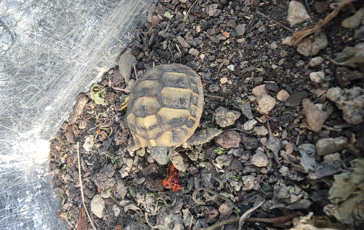 Tortue herman - Tortues & Reptiles - Monteux (84170)