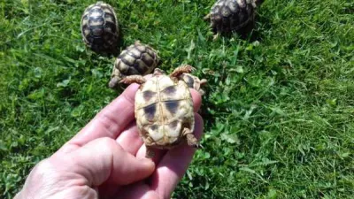 Bébé tortue de terre - photo 2
