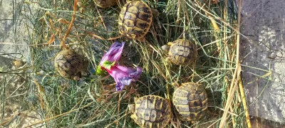 Tortues Hermann juvéniles - photo 2