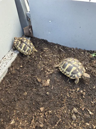 Tortues Hermann - photo 2