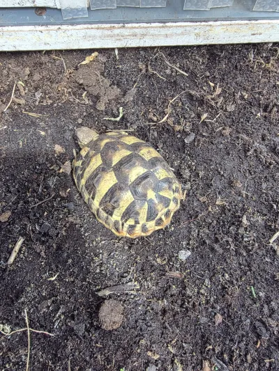 Tortues Hermann - photo 3