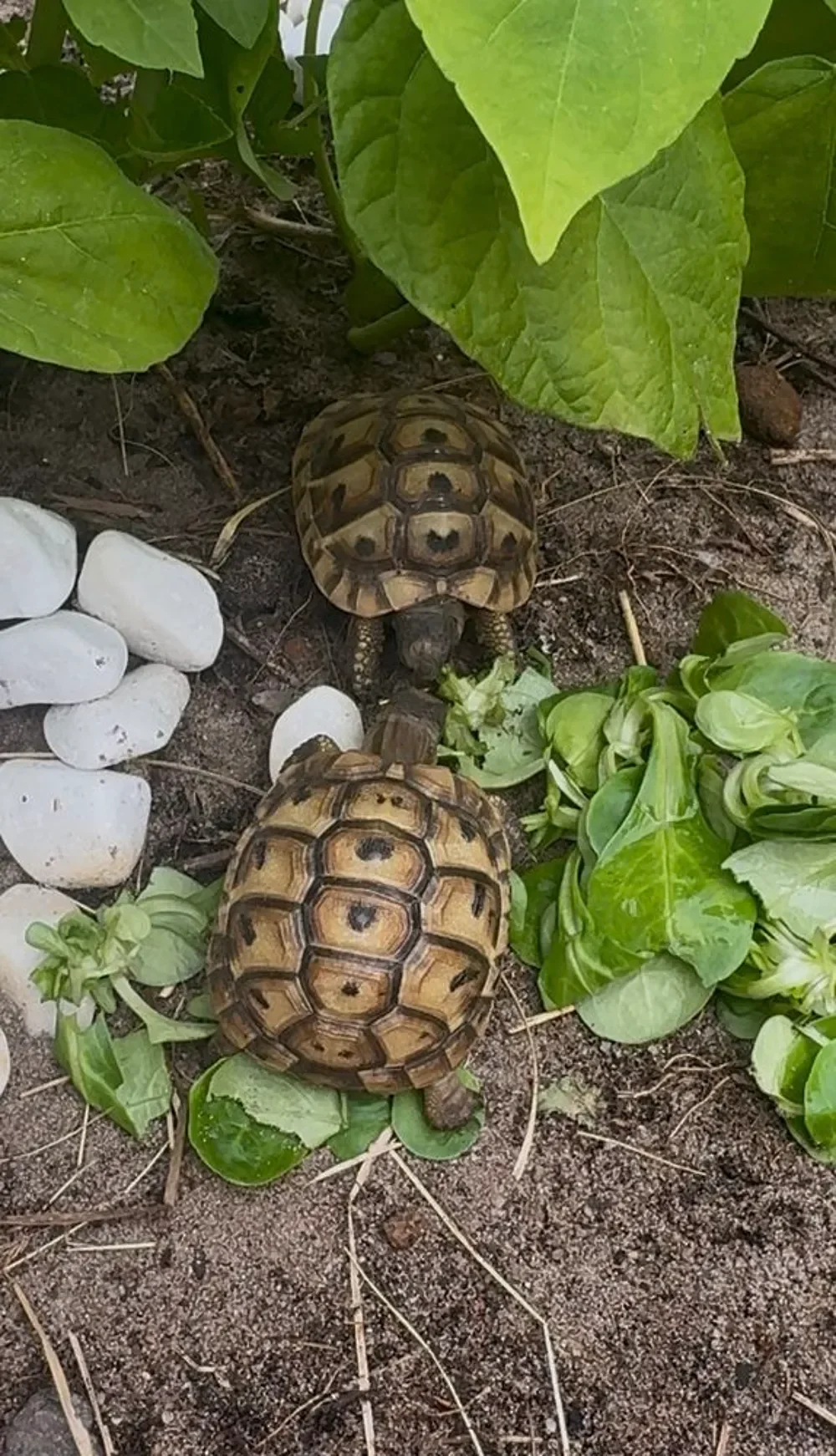 Des tortues hermann a vendre - Tortues & Reptiles - Toulouse (31000)