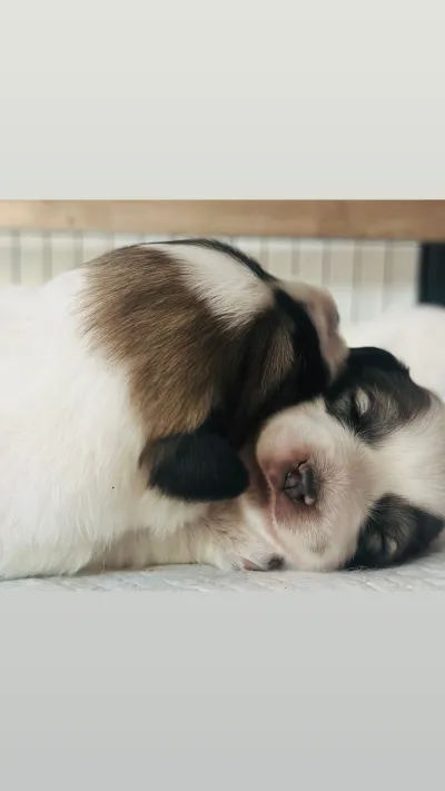 7 chiot à vendre - photo 3