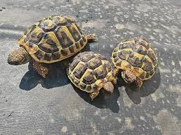 Tortues testudo Hermann - Tortues & Reptiles - Nanterre (92000)