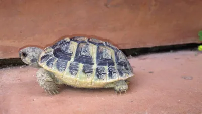 Tortue Hermann dans le GARD - photo 2