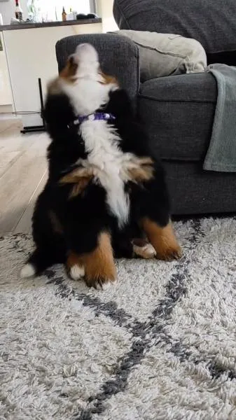 Don chiot bouvier bernois - Chiens - Abainville (55130)