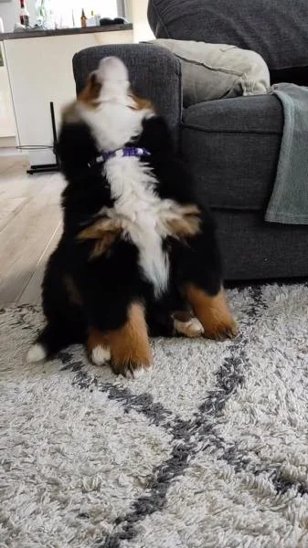 Don chiot bouvier bernois - Chiens - Abainville (55130)