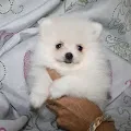 A donner Superbe chiot de pure race spitz allemand - photo 2