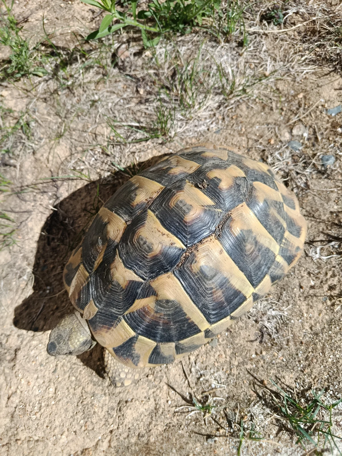 tortue femelle HH 10 ans - Tortues & Reptiles - Saint-Brieuc (22000)