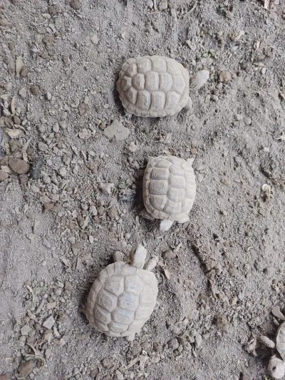 Tortues Hermann 1 an - photo 2