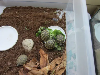 Tortues terrestres - photo 3