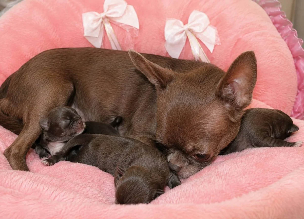 Don de Magnifiques chiots Chihuahua LOF - Chiens - Metz (57000)