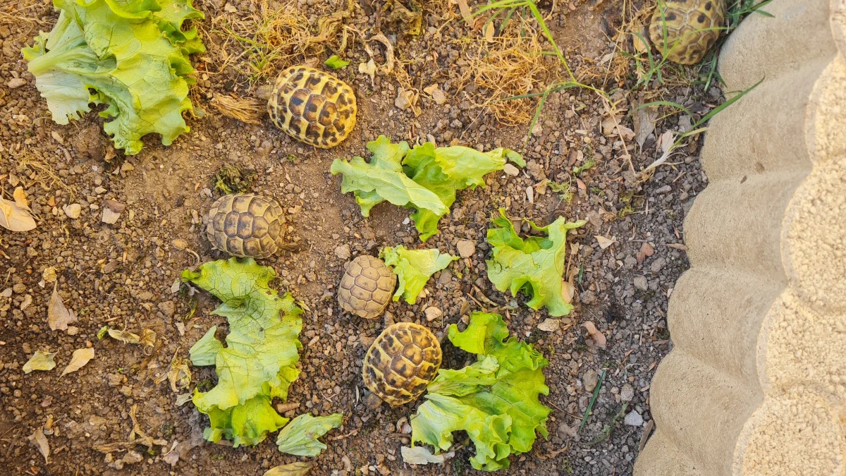 Juveniles - Tortues & Reptiles - Vias (34450)