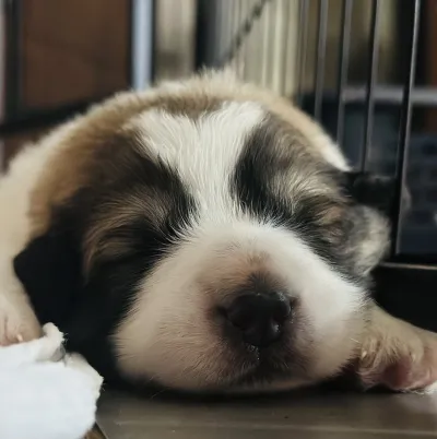 7 chiot à vendre - photo 2