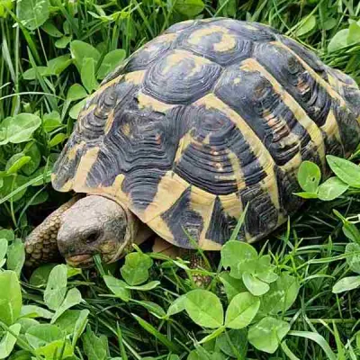 Tortue hermann male et femelle - photo 4