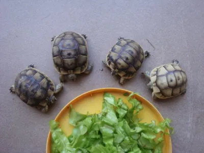 Tourte de terre juvenile - Tortues & Reptiles - Fillinges (74250)