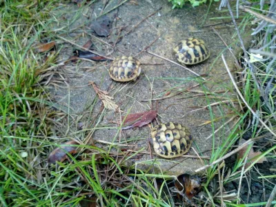 Tortue juvénile - Tortues & Reptiles