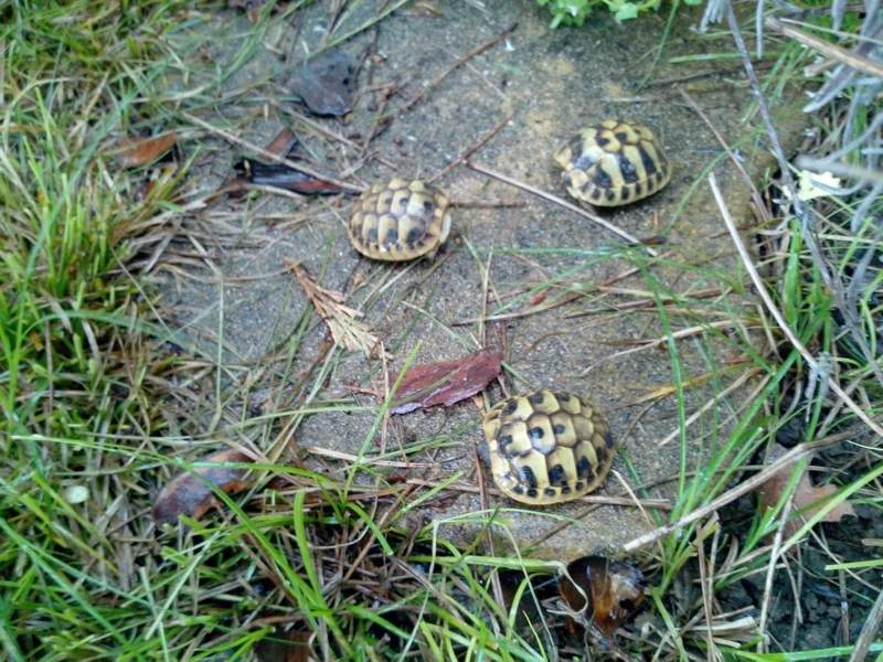 Tortue juvénile - Tortues & Reptiles - Aubenas (07200)