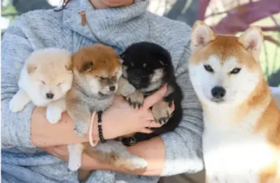Magnifiques chiots shina inu pure race - Chiens - Perpignan (66100)