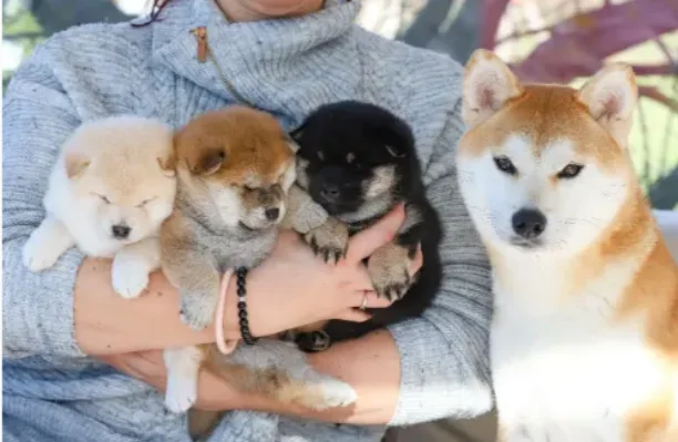 Magnifiques chiots shina inu pure race - Chiens - Perpignan (66100)