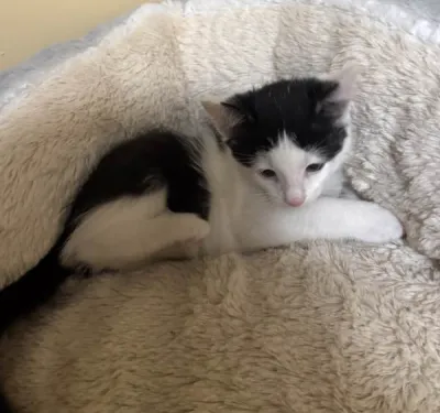 Chaton poile long et court - photo 3