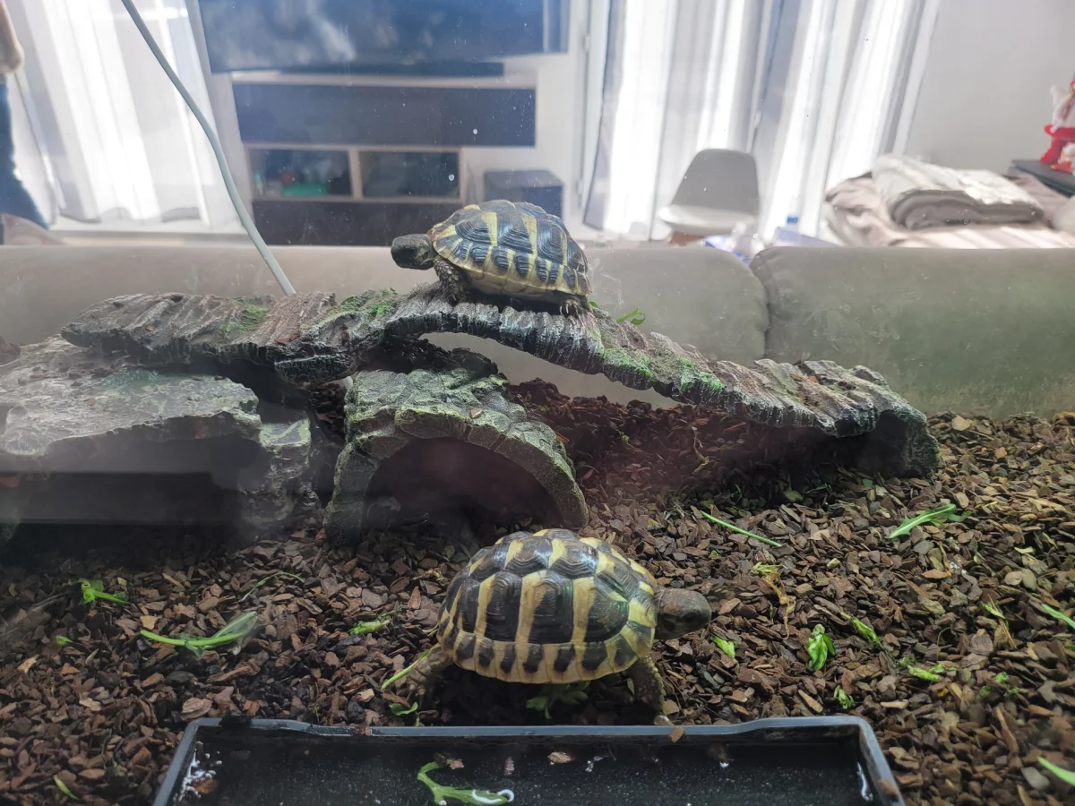 Tortues Hermann - Tortues & Reptiles - Noisy-le-Grand (93160)