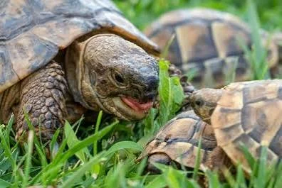 Adorable tortues Hermann - Tortues & Reptiles - Orléans (45100)
