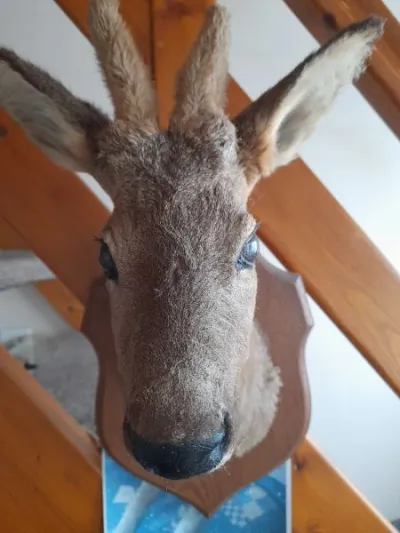 Vend beau trophée chasse - photo 3