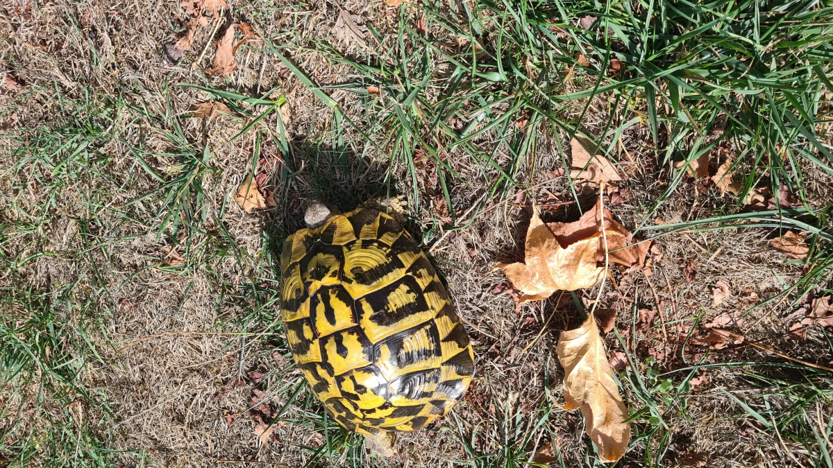 Femelle adulte - Tortues & Reptiles - Saint-Philbert-de-Grand-Lieu (44310)