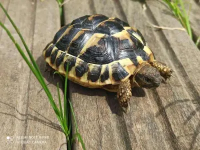 Tortues de terre - Tortues & Reptiles - Strasbourg (67000)