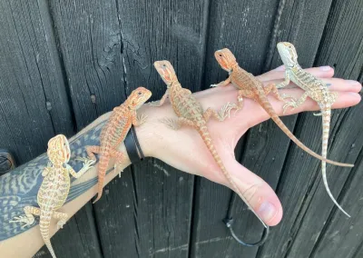 Magnifique dragon barbu - Tortues & Reptiles - Paris 2e (75002)