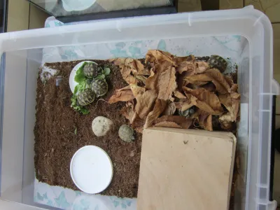 Tortues terrestres - photo 2
