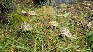 Tortues Hermanni hermanni - Tortues & Reptiles - Nantes (44000)